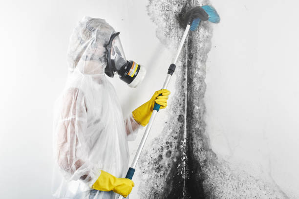 Best Mold Prevention Services  in Addis, LA